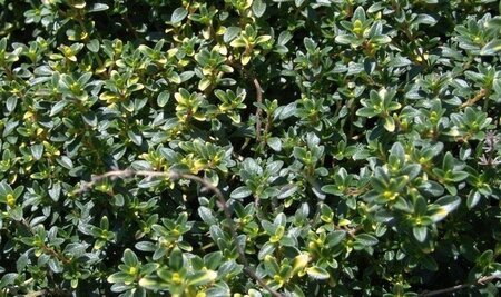 Thymus 'Doone Valley' geen maat specificatie 0,55L/P9cm - afbeelding 1