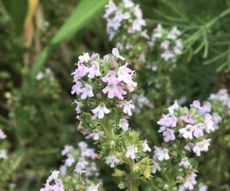Thymus 'Doone Valley' geen maat specificatie 0,55L/P9cm - afbeelding 3