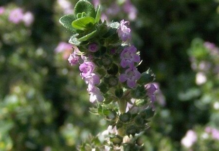 Thymus 'Doone Valley' geen maat specificatie 0,55L/P9cm - afbeelding 4