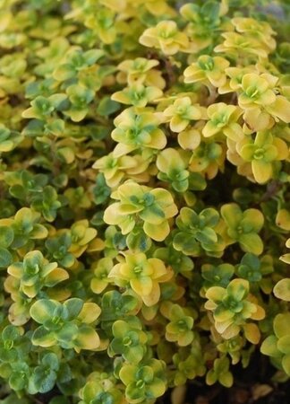 Thymus 'Doone Valley' geen maat specificatie 0,55L/P9cm - image 2