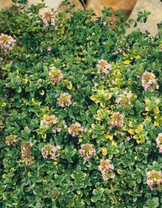 Thymus 'Doone Valley' geen maat specificatie 0,55L/P9cm - image 5
