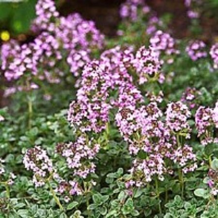 Thymus 'Doone Valley' geen maat specificatie 0,55L/P9cm - image 6