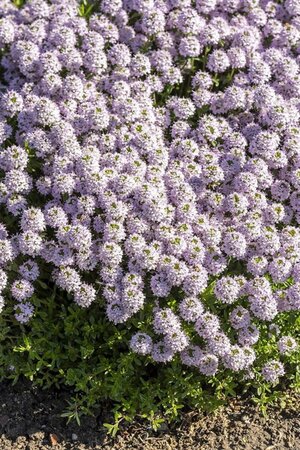 Thymus longicaulis geen maat specificatie 0,55L/P9cm - afbeelding 2