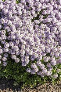 Thymus longicaulis geen maat specificatie 0,55L/P9cm - afbeelding 2