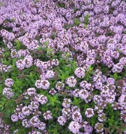 Thymus longicaulis geen maat specificatie 0,55L/P9cm - image 1