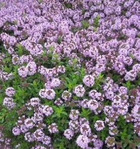 Thymus longicaulis geen maat specificatie 0,55L/P9cm
