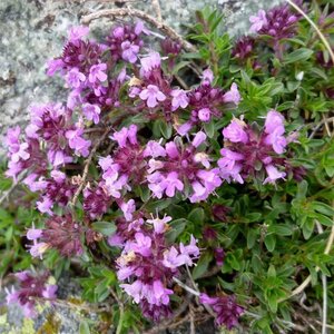 Thymus pulegioides geen maat specificatie 0,55L/P9cm