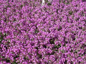 Thymus serpyllum geen maat specificatie 0,55L/P9cm - afbeelding 2