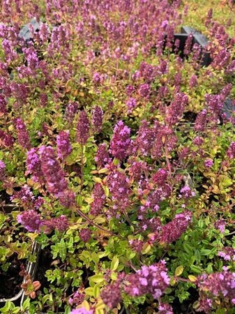 Thymus serpyllum geen maat specificatie 0,55L/P9cm - afbeelding 5