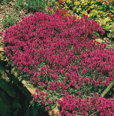 Thymus serpyllum geen maat specificatie 0,55L/P9cm - afbeelding 8