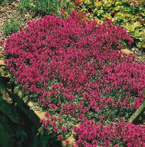 Thymus serpyllum geen maat specificatie 0,55L/P9cm - afbeelding 8