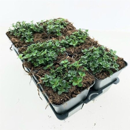 Thymus serpyllum geen maat specificatie 0,55L/P9cm - afbeelding 6