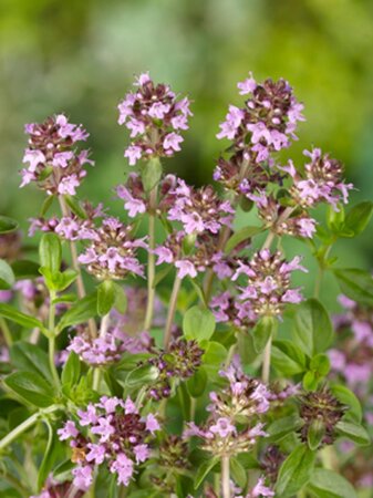 Thymus serpyllum geen maat specificatie 0,55L/P9cm - image 5