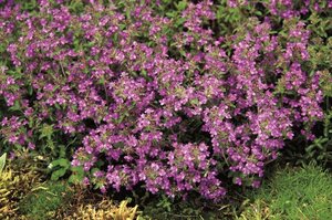 Thymus serpyllum geen maat specificatie 0,55L/P9cm - image 4