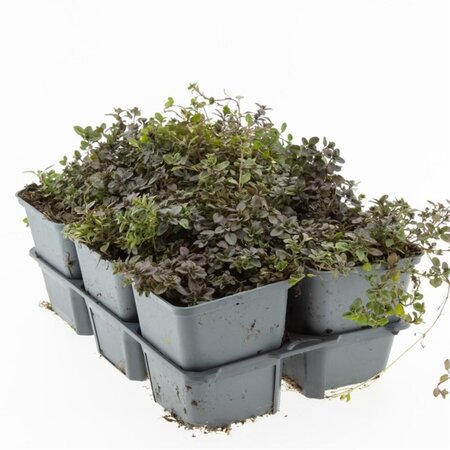 Thymus serpyllum geen maat specificatie 0,55L/P9cm - image 5