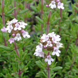 Thymus v. 'Compactus' geen maat specificatie 0,55L/P9cm - afbeelding 5