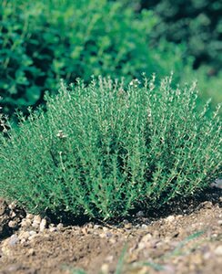 Thymus v. 'Compactus' geen maat specificatie 0,55L/P9cm - afbeelding 6