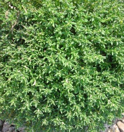 Thymus v. 'Compactus' geen maat specificatie 0,55L/P9cm - afbeelding 1