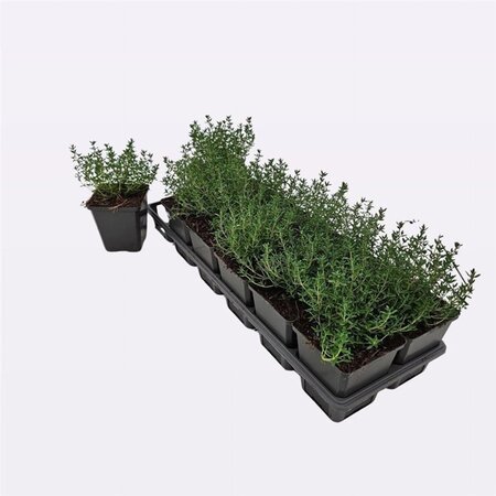 Thymus v. 'Compactus' geen maat specificatie 0,55L/P9cm - afbeelding 4