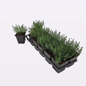 Thymus v. 'Compactus' geen maat specificatie 0,55L/P9cm - afbeelding 4