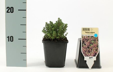 Thymus v. 'Compactus' geen maat specificatie 0,55L/P9cm - image 3