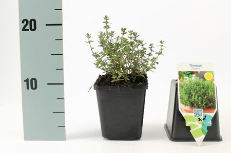 Thymus vulgaris geen maat specificatie 0,55L/P9cm - afbeelding 3