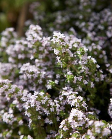 Thymus vulgaris geen maat specificatie 0,55L/P9cm - afbeelding 7