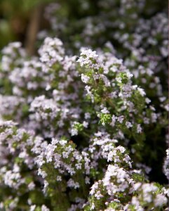 Thymus vulgaris geen maat specificatie 0,55L/P9cm - afbeelding 7