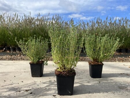 Thymus vulgaris geen maat specificatie 0,55L/P9cm - afbeelding 4