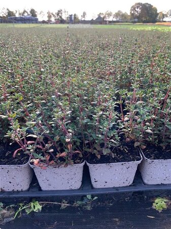 Thymus vulgaris geen maat specificatie 0,55L/P9cm - afbeelding 3