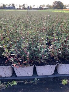 Thymus vulgaris geen maat specificatie 0,55L/P9cm - afbeelding 3