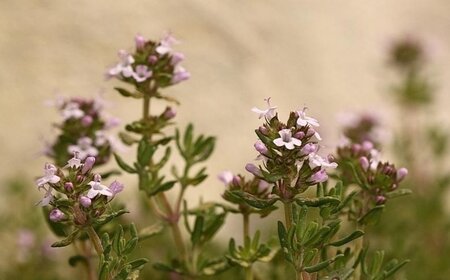 Thymus vulgaris geen maat specificatie 0,55L/P9cm - afbeelding 2
