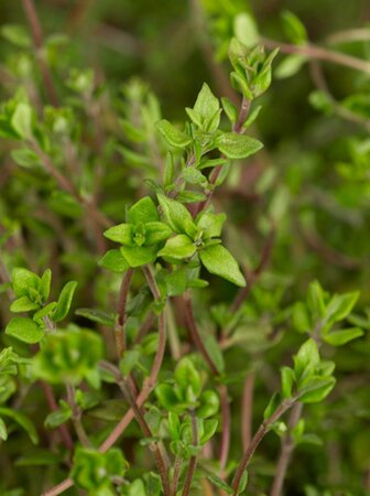 Thymus vulgaris geen maat specificatie 0,55L/P9cm - afbeelding 9