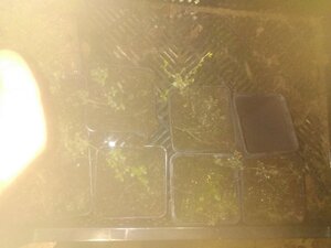 Thymus vulgaris geen maat specificatie 0,55L/P9cm - image 4