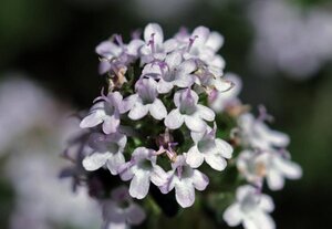 Thymus vulgaris geen maat specificatie 0,55L/P9cm