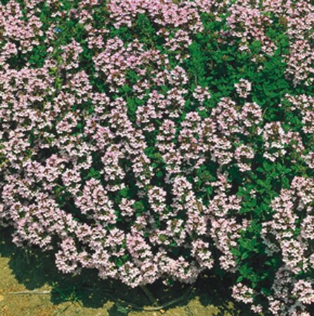 Thymus vulgaris geen maat specificatie 0,55L/P9cm - image 4