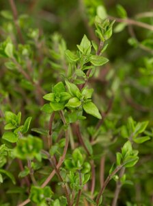 Thymus vulgaris geen maat specificatie 0,55L/P9cm - image 5