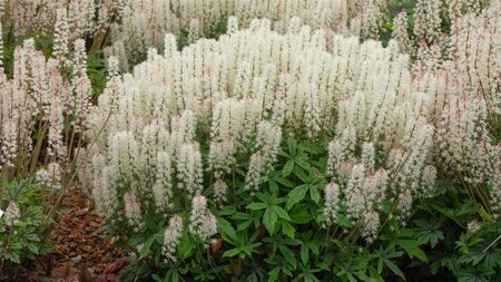 Tiarella 'Spring Symphony' geen maat specificatie 0,55L/P9cm - afbeelding 1