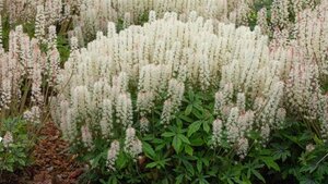 Tiarella 'Spring Symphony' geen maat specificatie 0,55L/P9cm