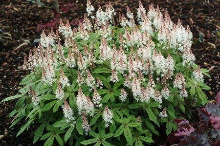 Tiarella 'Spring Symphony' geen maat specificatie 0,55L/P9cm - afbeelding 2
