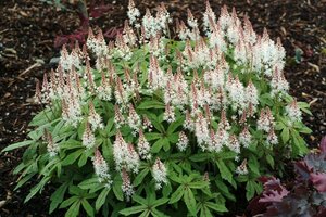 Tiarella 'Spring Symphony' geen maat specificatie 0,55L/P9cm - afbeelding 2