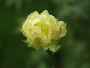 Trollius 'Alabaster' geen maat specificatie 0,55L/P9cm - afbeelding 2