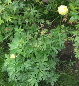 Trollius 'Alabaster' geen maat specificatie 0,55L/P9cm - afbeelding 5