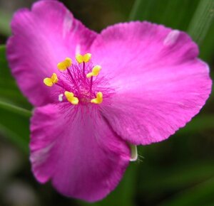 Tradescantia (A) 'Rubra' geen maat specificatie 0,55L/P9cm - afbeelding 1