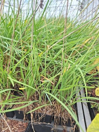 Tulbaghia violacea geen maat specificatie 0,55L/P9cm - afbeelding 1