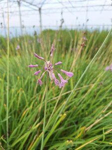Tulbaghia violacea geen maat specificatie 0,55L/P9cm - afbeelding 2