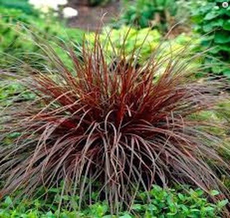 Uncinia rubra geen maat specificatie 0,55L/P9cm