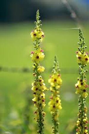 Verbascum nigrum album geen maat specificatie 0,55L/P9cm