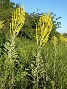 Verbascum olympicum geen maat specificatie 0,55L/P9cm - afbeelding 2