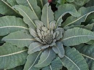 Verbascum olympicum geen maat specificatie 0,55L/P9cm - afbeelding 3